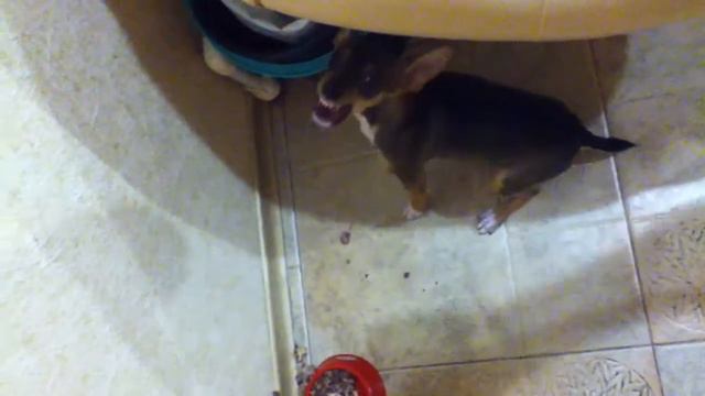 Злое животное смотреть онлайн