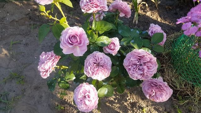 Роза Лавендер Айс . Rosa Lavender Ice . Розы флорибунда .