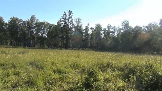 Лилия. Красная, желтая, перламутровая. Сказочные лесные поля с лилиями. Видео высокой четкости. смотреть онлайн