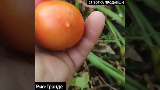 Урожайный помидор Рио-Гранде. Лучший сортовой томат _ сливка. смотреть онлайн