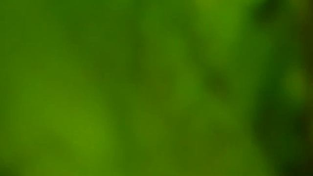 В поиске сома. Джунгли реки Воронеж. смотреть онлайн