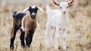 Очень милые и красивые козы та козлята