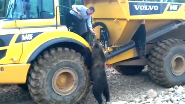 Работа на севере Амур Золото, мишка пришел покушать. смотреть онлайн