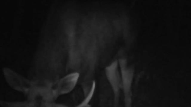 Лоси во время гона смотреть онлайн