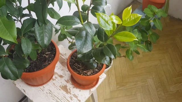 09.04.23 Жемчужина моих камелий. Перл Максвелл (Perl Maxwell) или Нуччиос Перл (Nuccio's Perl)? смотреть онлайн