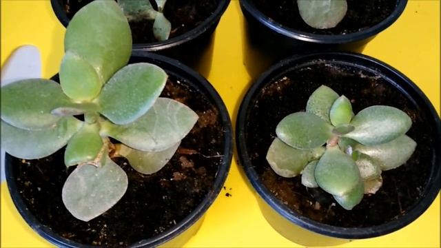 как посадить денежное дерево 2 смотреть онлайн