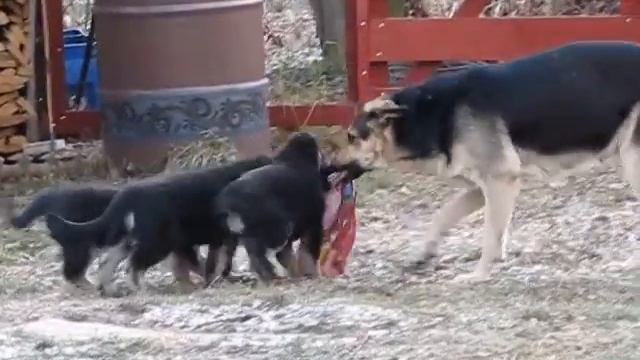 Щенки ВЕО - 2 месяца: тренировка смотреть онлайн