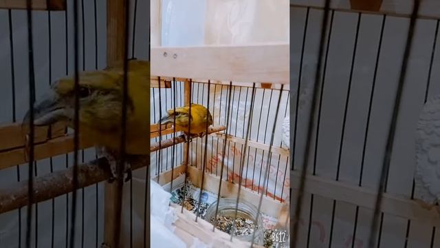 Клёст еловик, наш домашний питомец❤, танцует))) смотреть онлайн