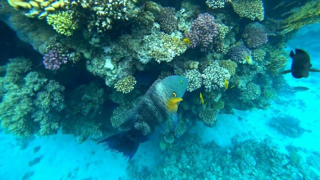 Шарм Эль Шейх/Sharm El Sheikh, Hilton Sharks Bay 4* - великолепный риф, рыбки и кораллы ??? смотреть онлайн
