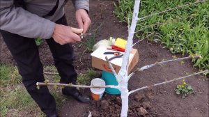 Прививка абрикоса в приклад.Проверенный способ.