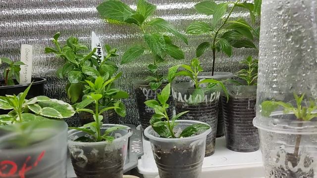 5.06.2023.Как и где растут укоренившиеся черенки метельчатой гортензии ? смотреть онлайн