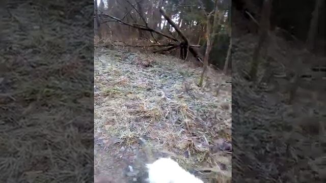 Белый пекинес Кай,голубой чихуашка Кураж, Павлик,и бенгальский кот Макс. смотреть онлайн
