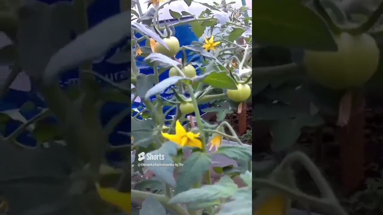 скоро уже всё нарастет... смотреть онлайн