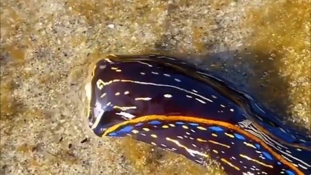 Радужный морской слизень. Красавчик! смотреть онлайн