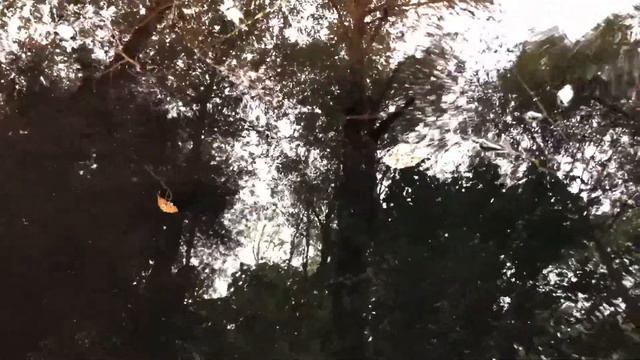 природный поток/native flow смотреть онлайн