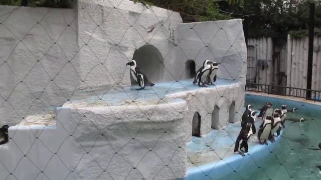 токийский зоопарк смотреть онлайн