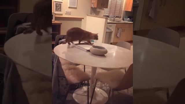 Funny cat videos? Funny animal videos - Funny animals 238 смотреть онлайн