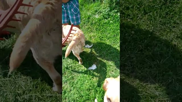 Собаки и грабли смотреть онлайн