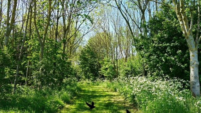 ПОКОЙ.Relax.?УСПОКАИВАЮЩАЯ МУЗЫКА Сергея Чекалина. смотреть онлайн
