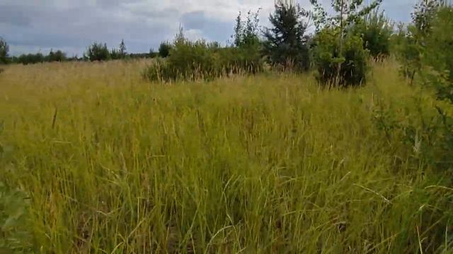 Проект "Моя Усадьба" часть 2 покос травы уборка участка смотреть онлайн