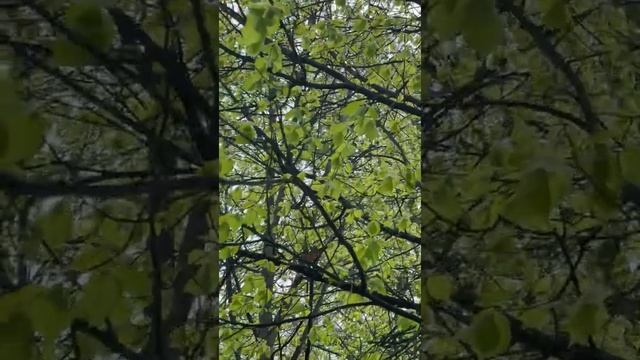 Верга Заррот Вара (а капелла) смотреть онлайн