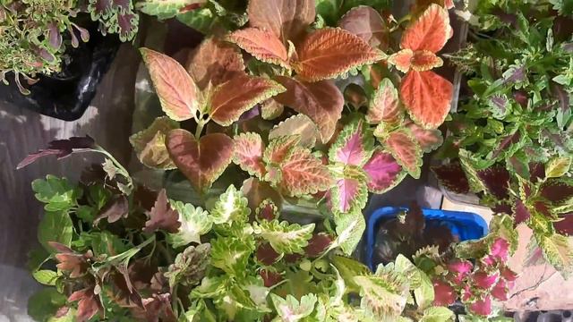 🌺 Последние растения вынесла на улицу🌺 Обзор🌺