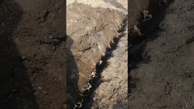 Сажаем картофель. Сорт Афганка" смотреть онлайн