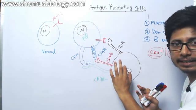Antigen presenting cells (APC) смотреть онлайн