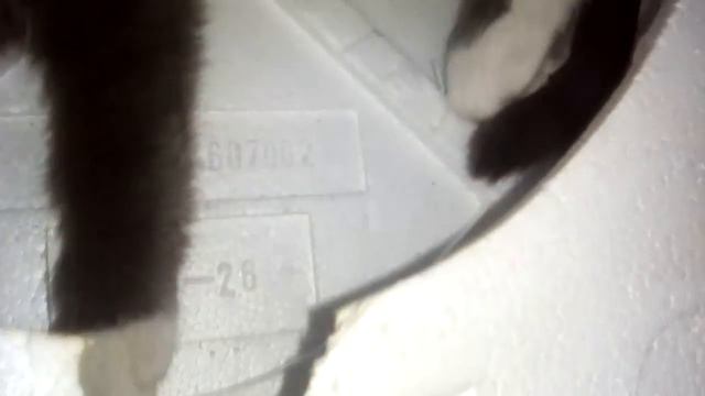 Что в коробке ?Кошка !