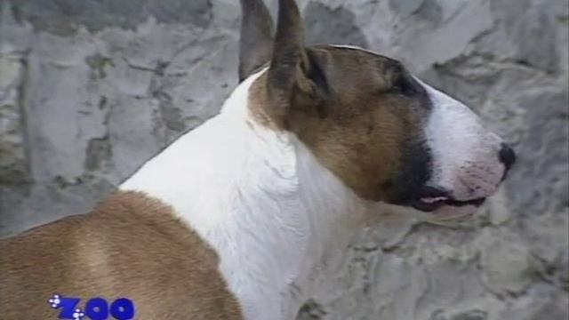 Бультерьер смотреть онлайн