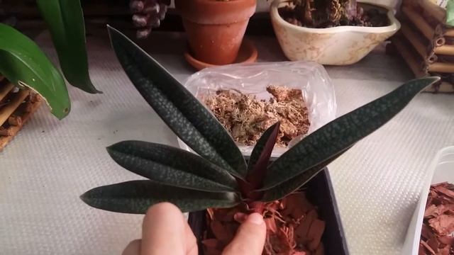 Мастер - класс по посадке в горшок венериного башмачка на примере PAPHIOPEDILUM MICRANTUM смотреть онлайн