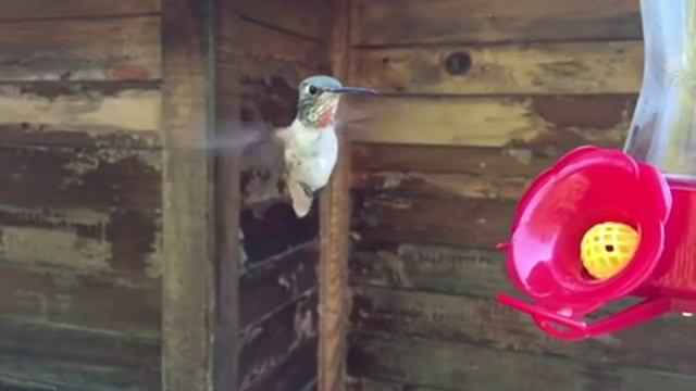 Полет колибри в режиме замедленной съемки. смотреть онлайн