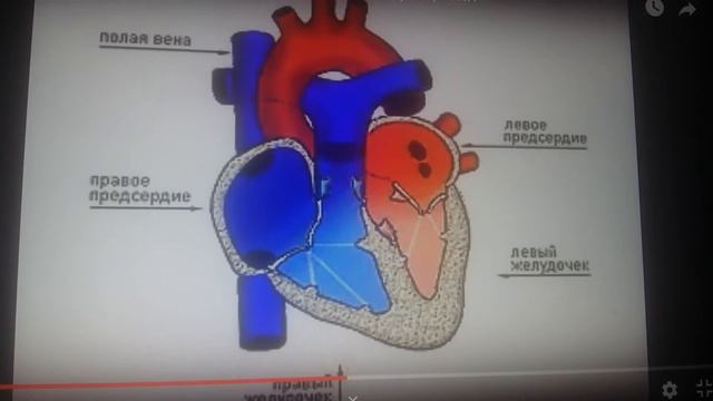 клапанный аппарат сердца смотреть онлайн