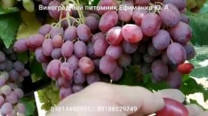 виноград Зоренька