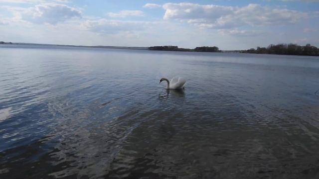 Белый лебедь, Минское море, отдых пригород Минска. Enjoy the beauty. смотреть онлайн