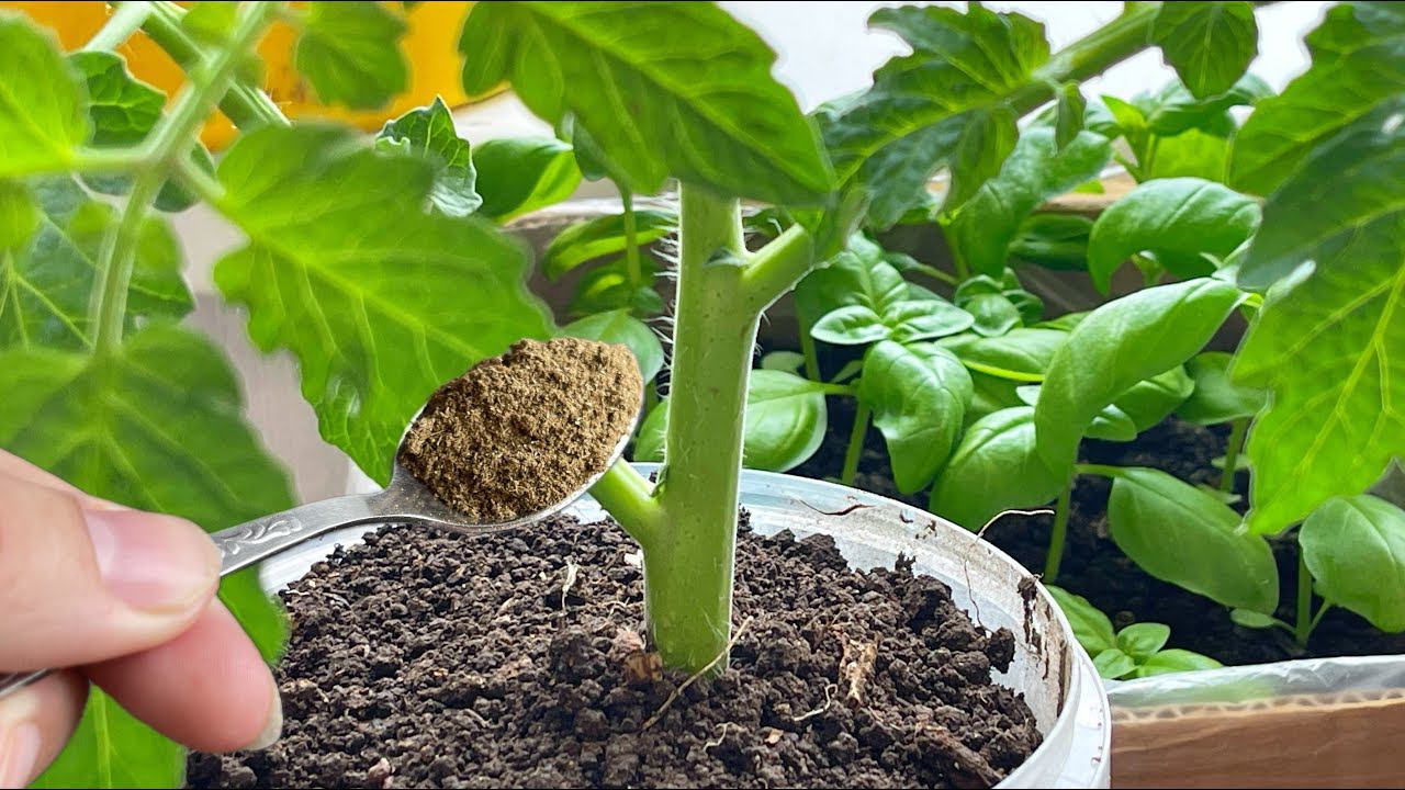 Рассада толстеет на глазах, жирненькая, коренастая урожай в 10 раз выше! Важная подкормка рассады смотреть онлайн