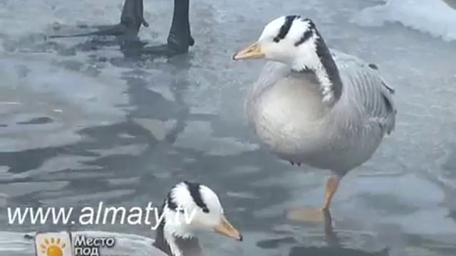 Гуси и утки зимой