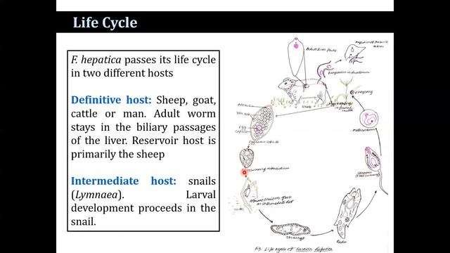 Fasciola hepatica смотреть онлайн