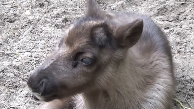 Зоопарк НСК (дом вверх дном) смотреть онлайн