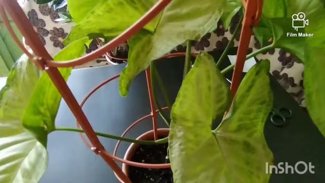 Сингониум Вайт баттерфлай (White butterfly). Уход и размножение. Часть 1. смотреть онлайн