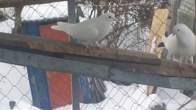 Николаевская птица. Петра Андреевича смотреть онлайн