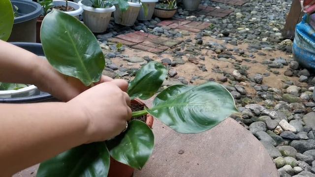 PROPAGATING PHILODENDRON MOONLIGHT WITH NEW POTTING MIX PLUS SUCCULENTS UPDATE | NYRIA FERNANDEZ смотреть онлайн