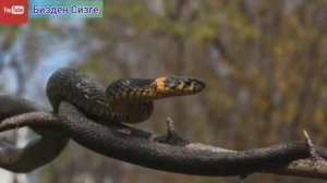 ЖЫЛААН түшкө кирсе ЭМНЕ БОЛОТ?