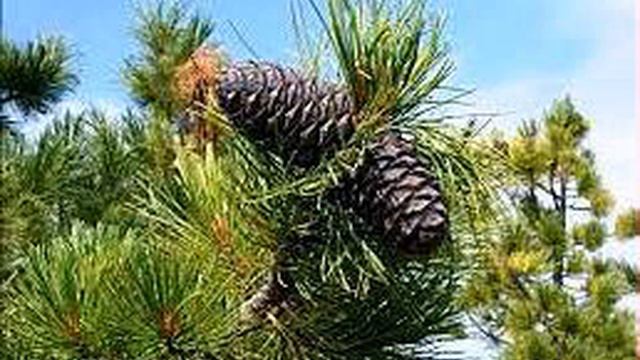 ВЛАДИМИР МЕГРЕ "ОБРЯДЫ ЛЮБВИ" смотреть онлайн