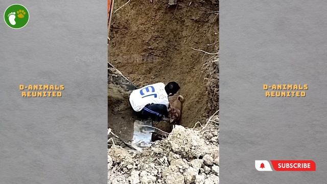 Animals That Asked People for Help! Best Acts Of Kindness #41 смотреть онлайн