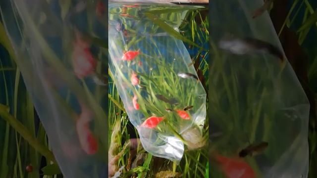 Барбусы глофиш. смотреть онлайн