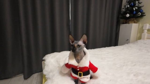 Сфинкс в костюмчике Деда Мороза смотреть онлайн