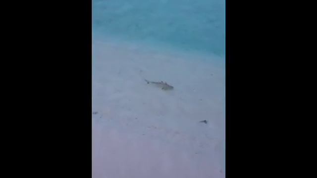 Coco Palm Boduhithi Maldives смотреть онлайн