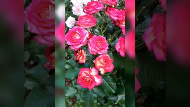 Рубиэлла (Rubyella)суперобильное и длительное цветение смотреть онлайн