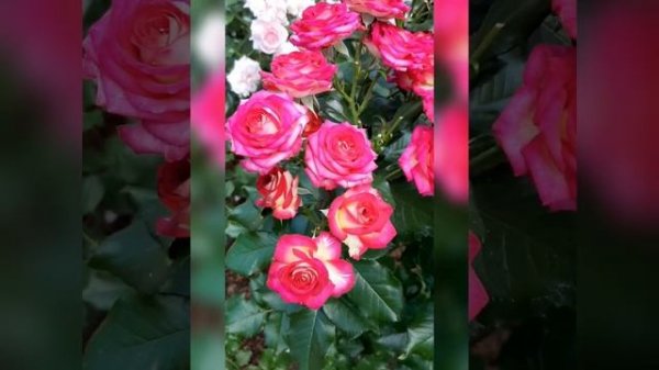 Рубиэлла (Rubyella)суперобильное и длительное цветение